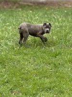 Bella , a female Cane Corso for sale in Newark, DE – Photo 3 of 3