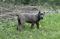 Bella , a female Cane Corso for sale in Newark, DE – Photo 2 of 3