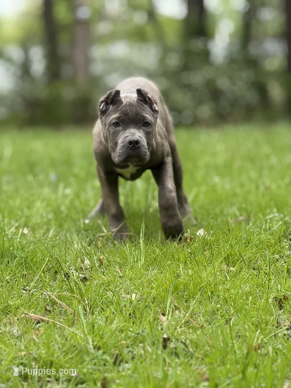Bella  – Cane Corso puppy for sale in Newark, DE
