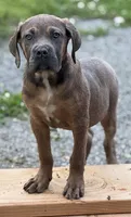 Ziva, a female Cane Corso for sale in Newark, DE – 3 of 5