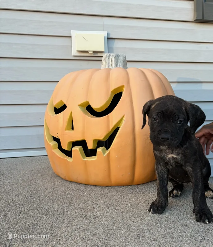 Star – Cane Corso puppy for sale in Newark, DE