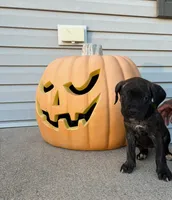 Star, a female Cane Corso for sale in Newark, DE – 1 of 10