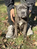 Rain , a female Cane Corso for sale in Newark, DE – Photo 1 of 7