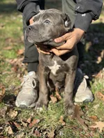 Rain , a female Cane Corso for sale in Newark, DE – Photo 2 of 7