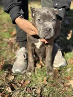 Rain , a female Cane Corso for sale in Newark, DE – Photo 4 of 7