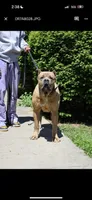 Rain , a female Cane Corso for sale in Newark, DE – Photo 7 of 7