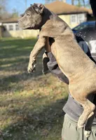 Rain , a female Cane Corso for sale in Newark, DE – Photo 3 of 7