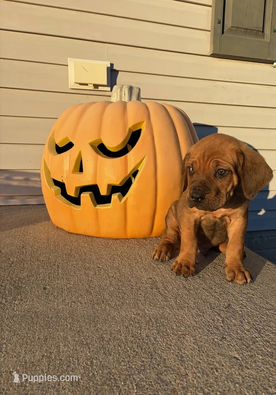 Hercules  – Cane Corso puppy for sale in Newark, DE
