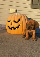 Hercules , a female Cane Corso for sale in Newark, DE – 1 of 10