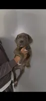Ren, a female Cane Corso for sale in Newark, DE – Photo 1 of 2