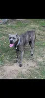 Star, a female Cane Corso for sale in Newark, DE – 7 of 10