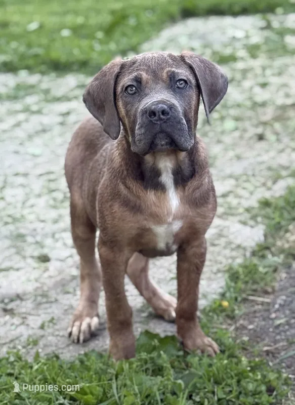 Ziva – Cane Corso puppy for sale in Newark, DE