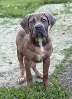 Ziva, a female Cane Corso for sale in Newark, DE – 1 of 5