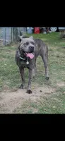 Thanos, a male Cane Corso for sale in Newark, DE – 10 of 10