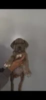 Grimlock, a female Cane Corso for sale in Newark, DE – Photo 1 of 2