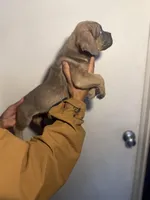 Cisco , a male Cane Corso for sale in Newark, DE – Photo 2 of 4