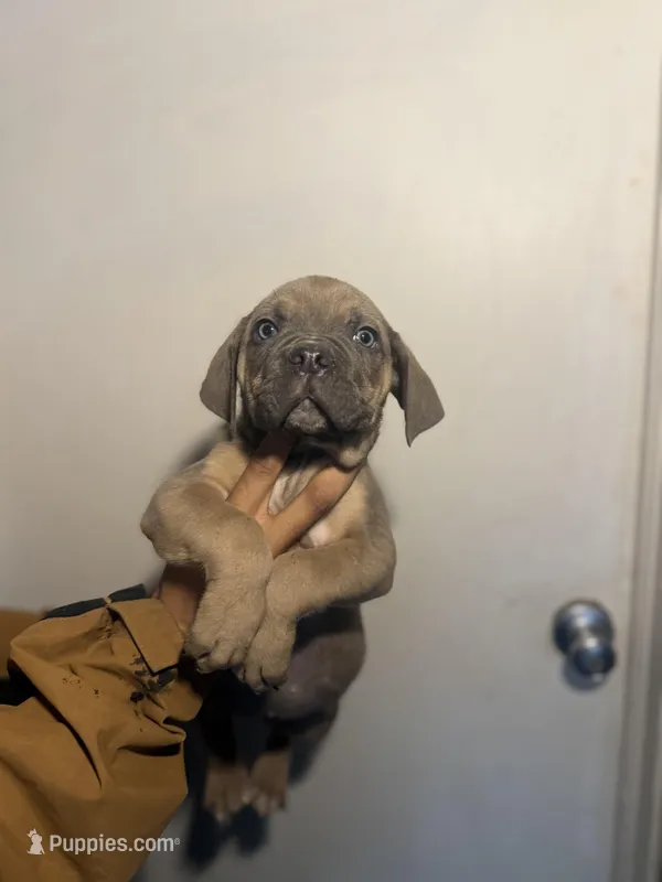 Cisco  – Cane Corso puppy for sale in Newark, DE