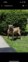 Cisco , a male Cane Corso for sale in Newark, DE – Photo 4 of 4