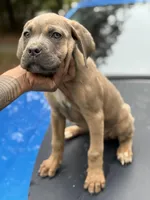 Ziva, a male Cane Corso for sale in Newark, DE – Photo 2 of 4