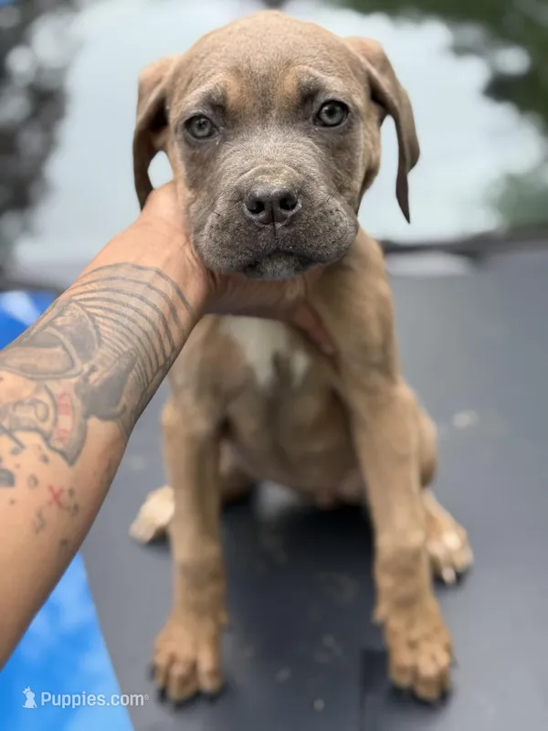 Ziva – Cane Corso puppy for sale in Newark, DE