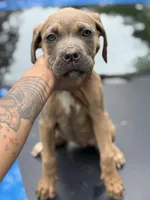 Ziva, a male Cane Corso for sale in Newark, DE – Photo 3 of 4