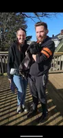 Rex, a male Cane Corso for sale in Newark, DE – 4 of 10