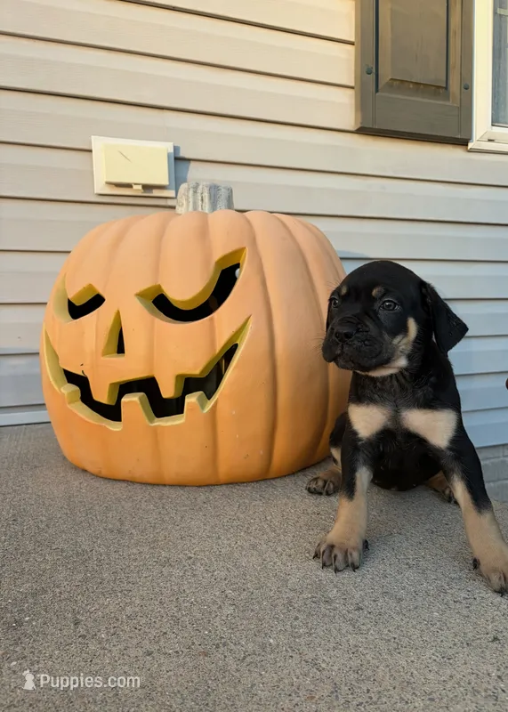 Paris – Cane Corso puppy for sale in Newark, DE