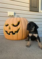 Paris, a female Cane Corso for sale in Newark, DE – 1 of 9