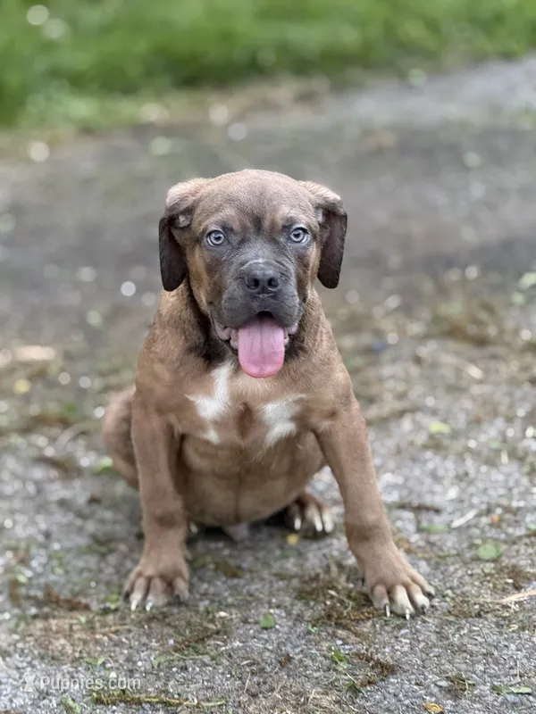Bruno – Cane Corso puppy for sale in Newark, DE
