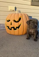 Thanos, a male Cane Corso for sale in Newark, DE – 1 of 10