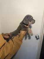 Cece, a female Cane Corso for sale in Newark, DE – Photo 2 of 2