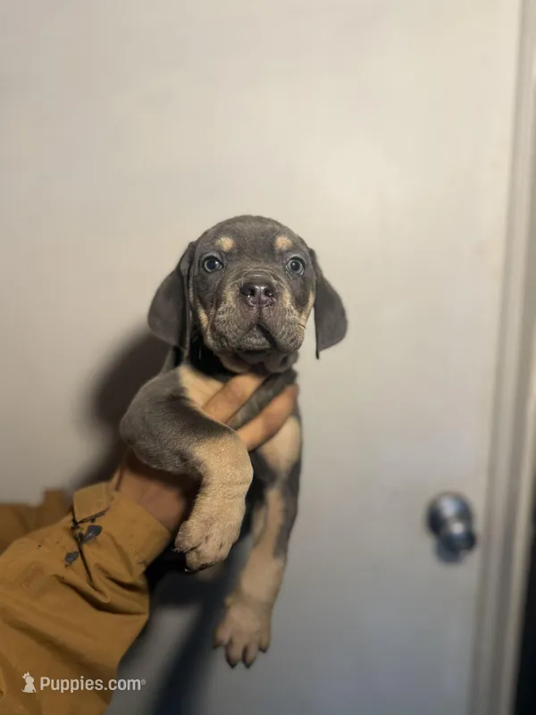 Cece – Cane Corso puppy for sale in Newark, DE