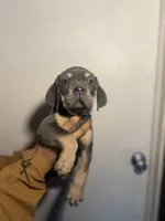 Cece, a female Cane Corso for sale in Newark, DE – Photo 1 of 2