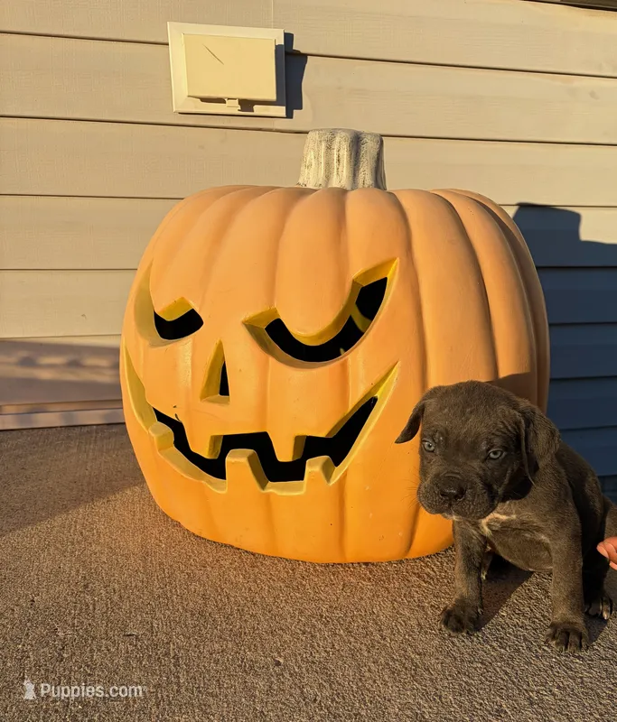 Roxy  – Cane Corso puppy for sale in Newark, DE