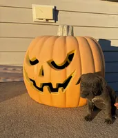 Roxy , a female Cane Corso for sale in Newark, DE – 1 of 10