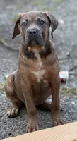 Ziva, a female Cane Corso for sale in Newark, DE – 4 of 5