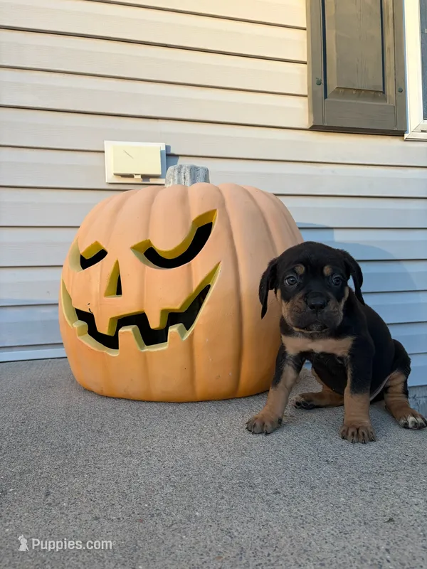 Nala – Cane Corso puppy for sale in Newark, DE