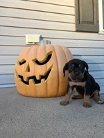 Nala, a female Cane Corso for sale in Newark, DE – 1 of 10