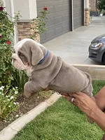 Levi, a male English Bulldog for sale in Menifee, CA – 9 of 9