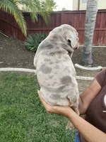 Nala, a female English Bulldog for sale in Menifee, CA – 8 of 9