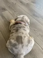 Nala, a female English Bulldog for sale in Menifee, CA – 5 of 9
