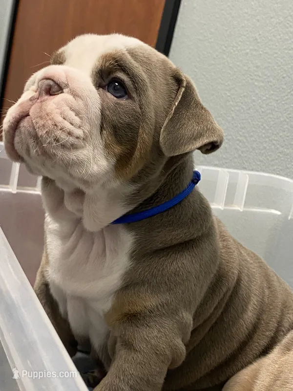 Levi – English Bulldog puppy for sale in Menifee, CA