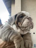 Levi, a male English Bulldog for sale in Menifee, CA – 2 of 9
