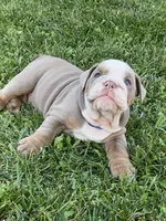 Levi, a male English Bulldog for sale in Menifee, CA – 4 of 9
