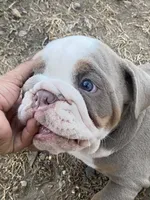 Levi, a male English Bulldog for sale in Menifee, CA – 7 of 9