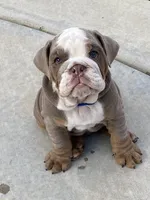 Levi, a male English Bulldog for sale in Menifee, CA – 8 of 9