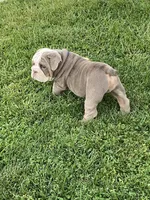 Levi, a male English Bulldog for sale in Menifee, CA – 5 of 9