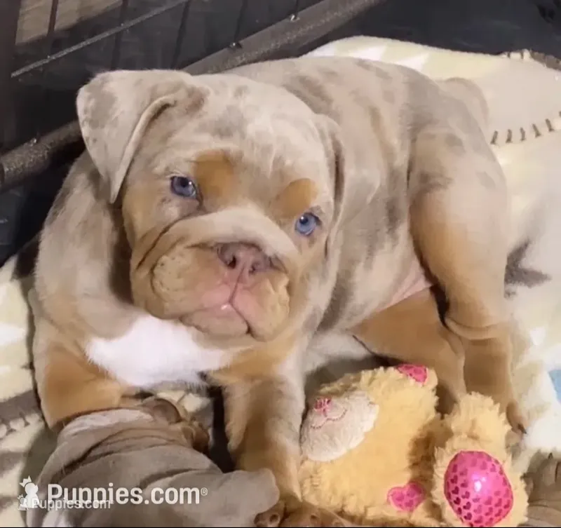 Nala – English Bulldog puppy for sale in Menifee, CA