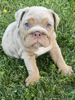 Nala, a female English Bulldog for sale in Menifee, CA – 6 of 9
