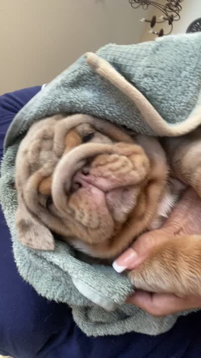 Nala, a female English Bulldog for sale in Menifee, CA – 9 of 9